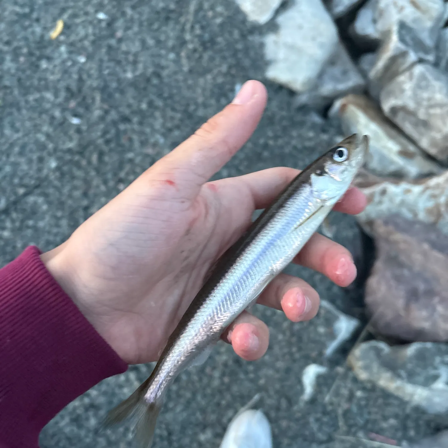 The most recent Atlantic herring catches on Fishbrain