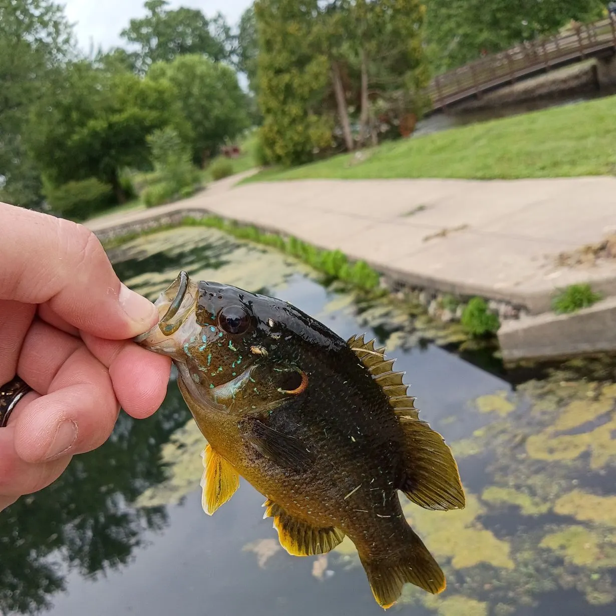 Green sunfish caught on Fishbrain