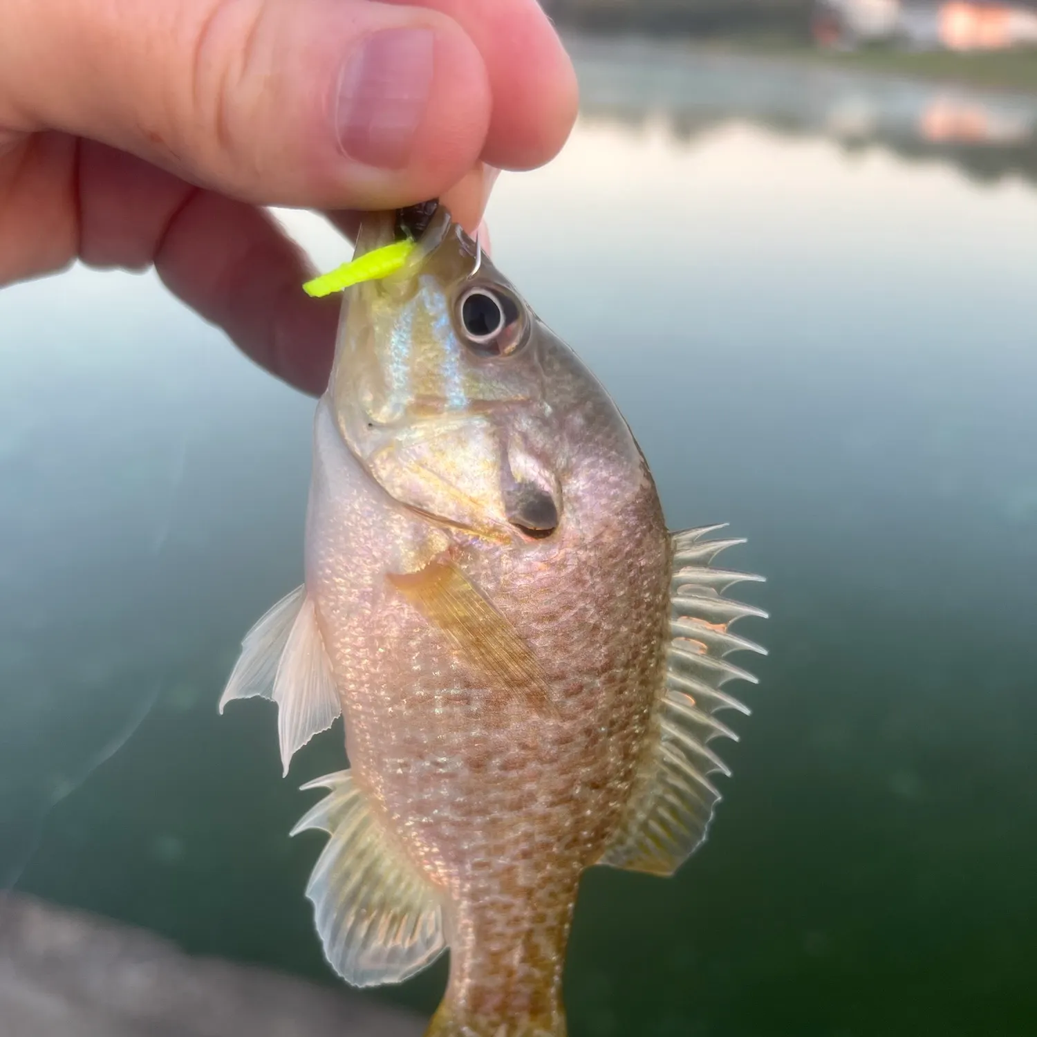 Green sunfish caught on Fishbrain