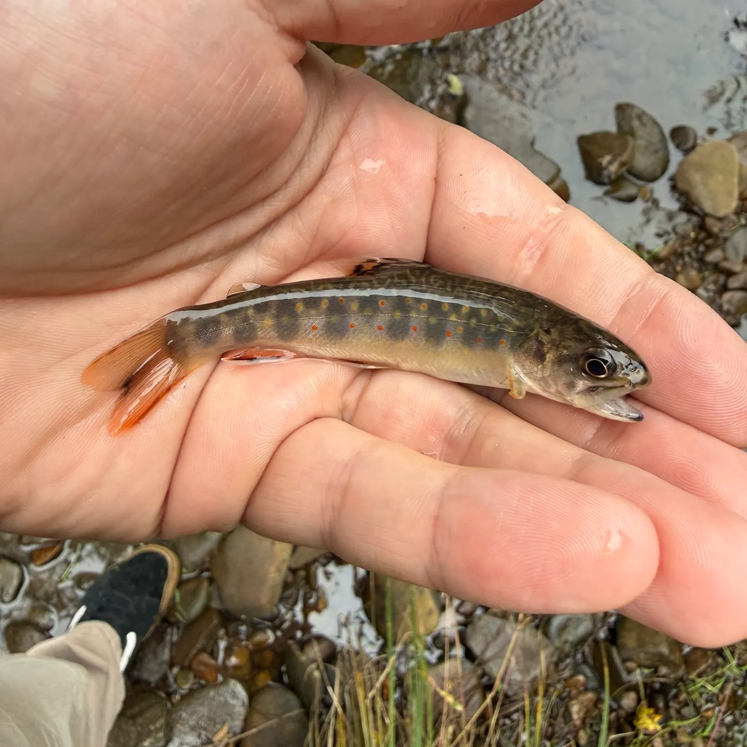 Brook trout caught on Fishbrain