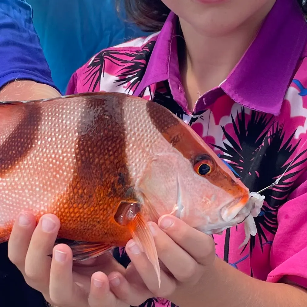 The most recent Emperor red snapper catches on Fishbrain