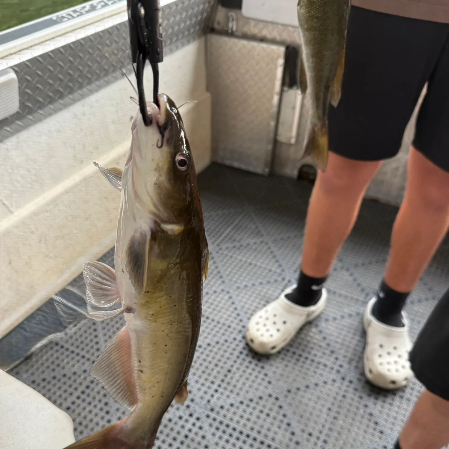 Channel catfish caught on Fishbrain