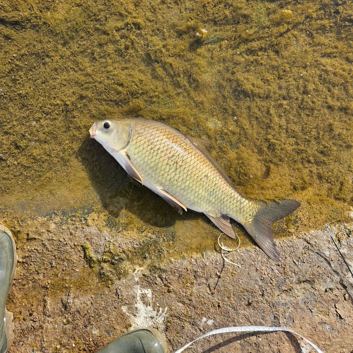 The most recent Smallmouth buffalo catches on Fishbrain