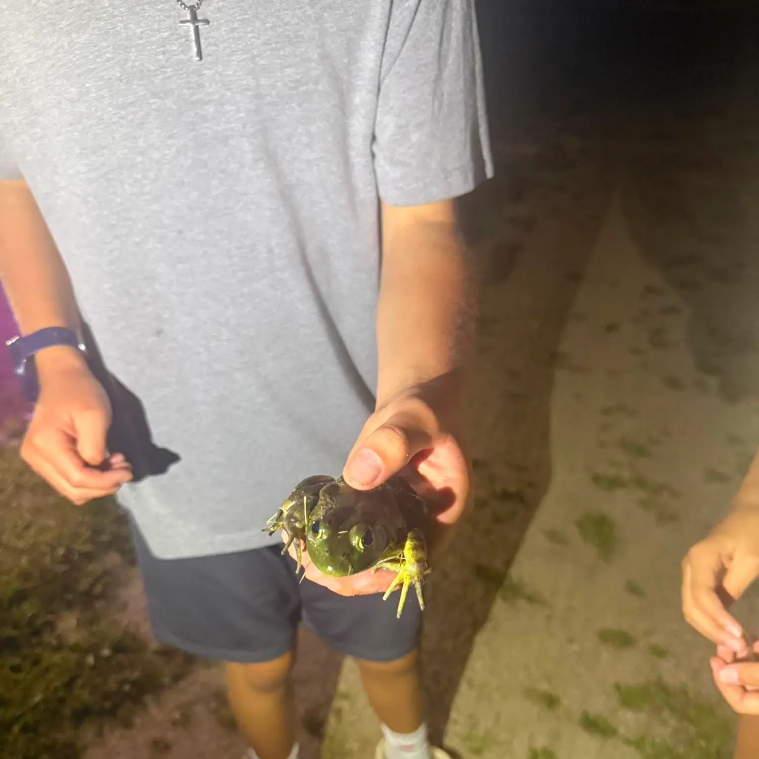 American bullfrog caught on Fishbrain