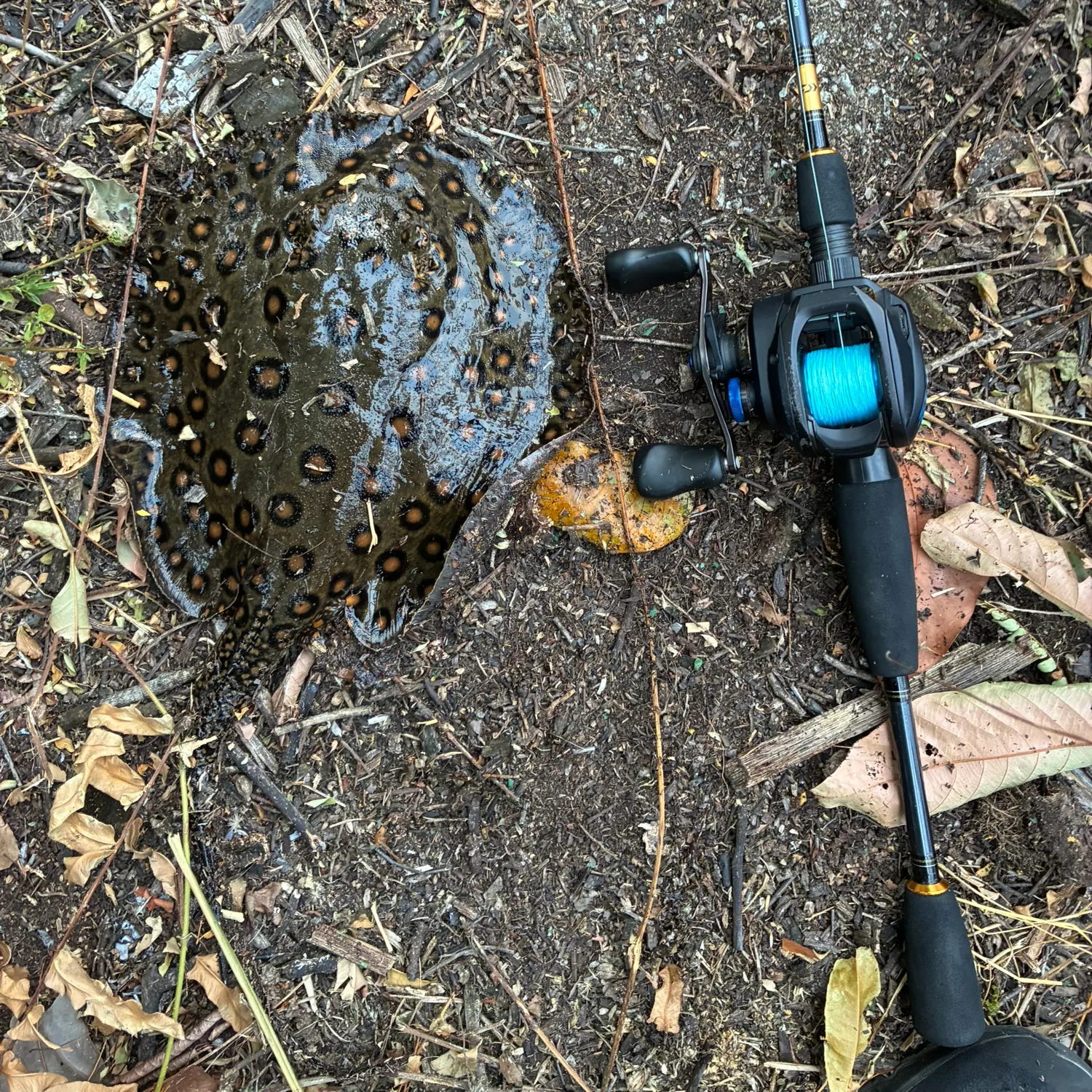 Fish caught on Fishbrain