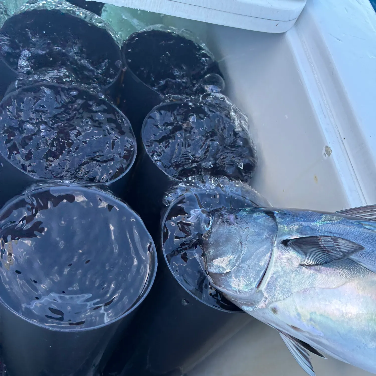 The most recent Eastern Pacific bonito catches on Fishbrain