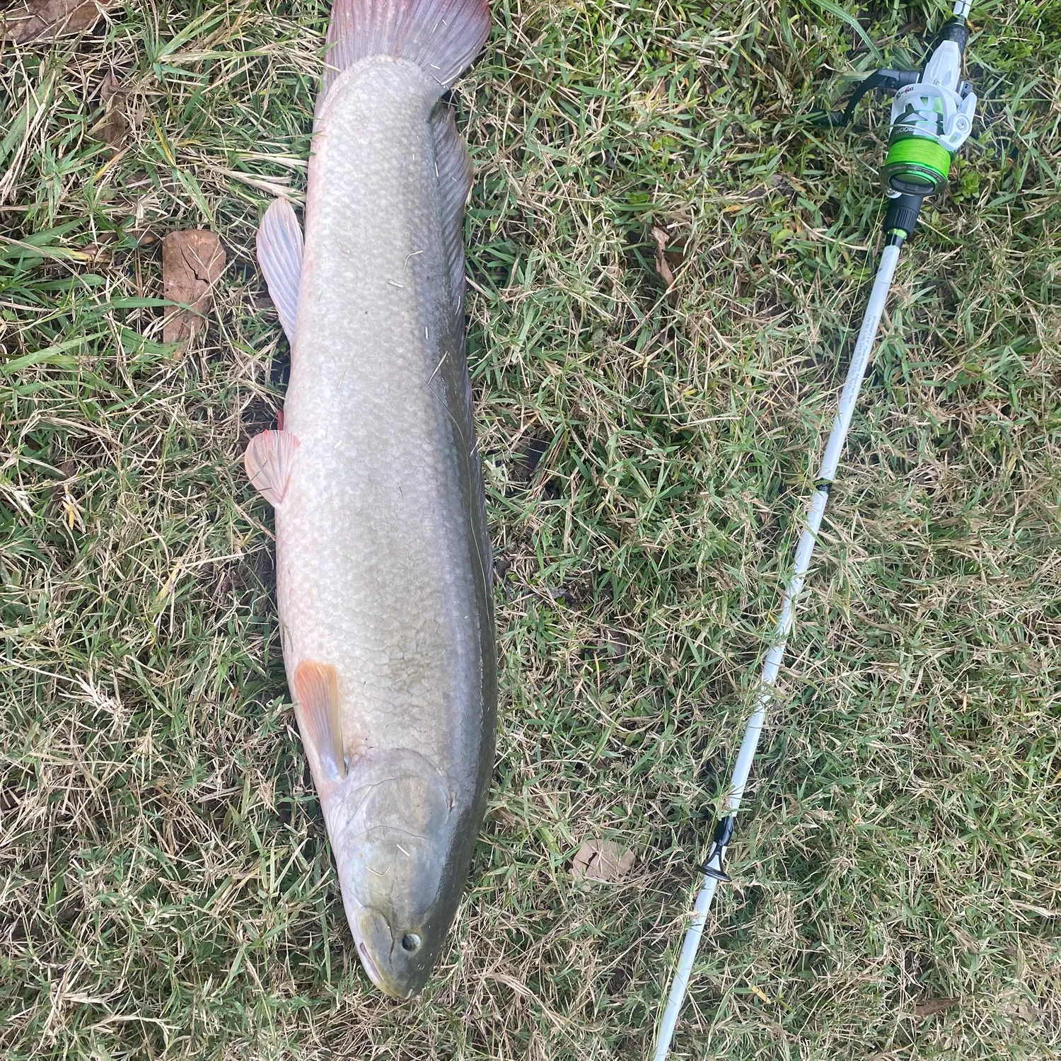 The most recent Eyetail bowfin catches on Fishbrain