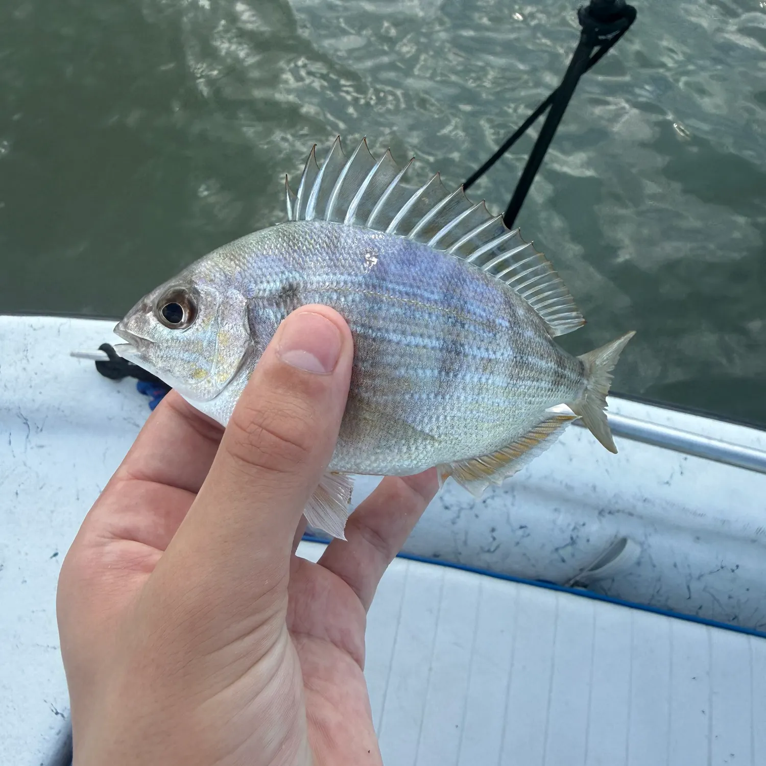 Pinfish caught on Fishbrain