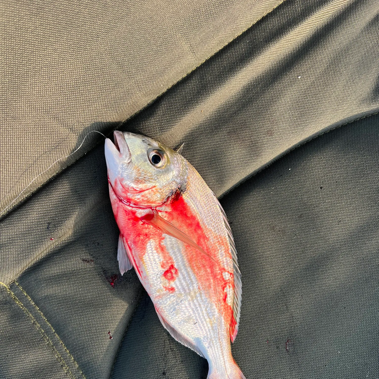 The most recent White seabream catches on Fishbrain
