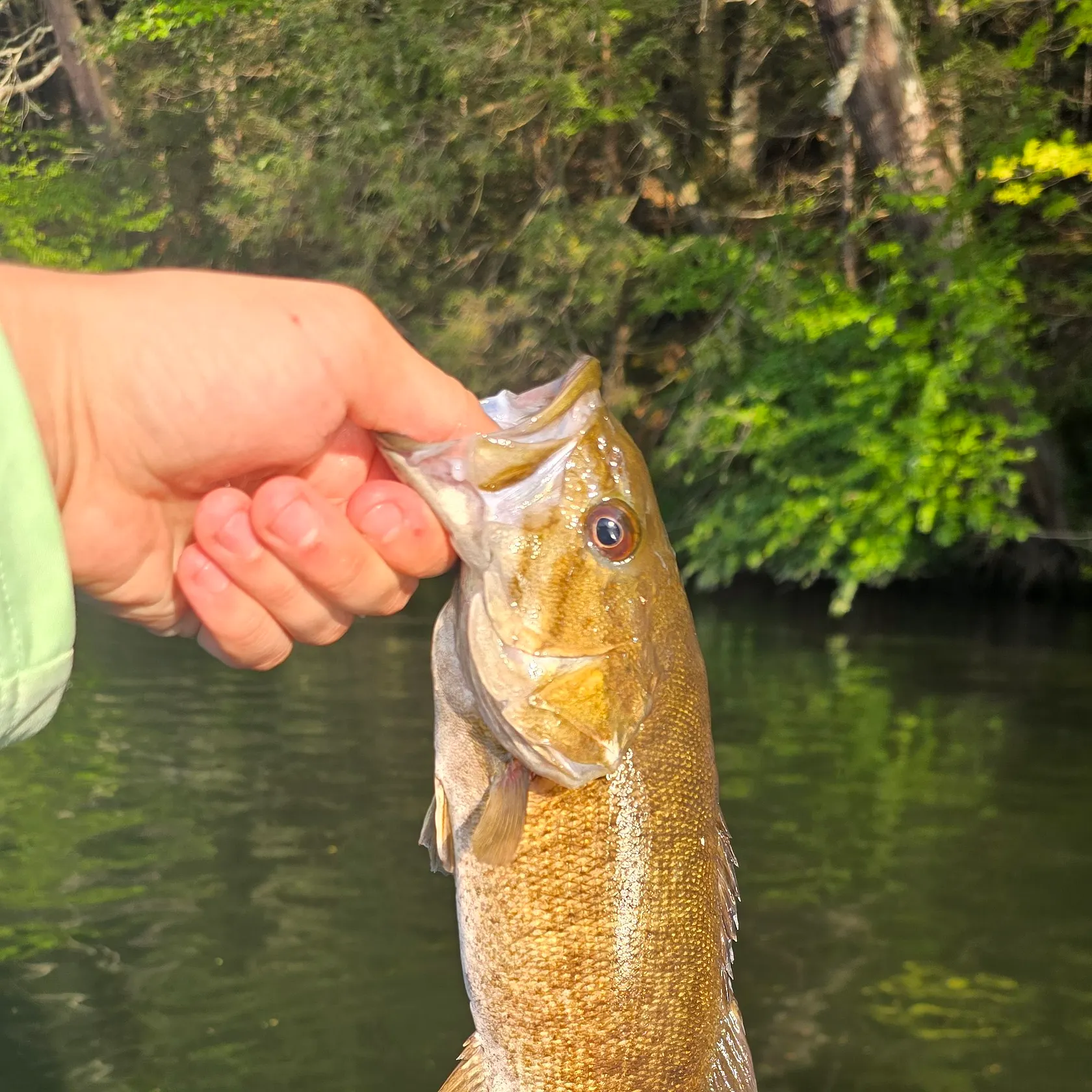 Smallmouth bass caught on Fishbrain