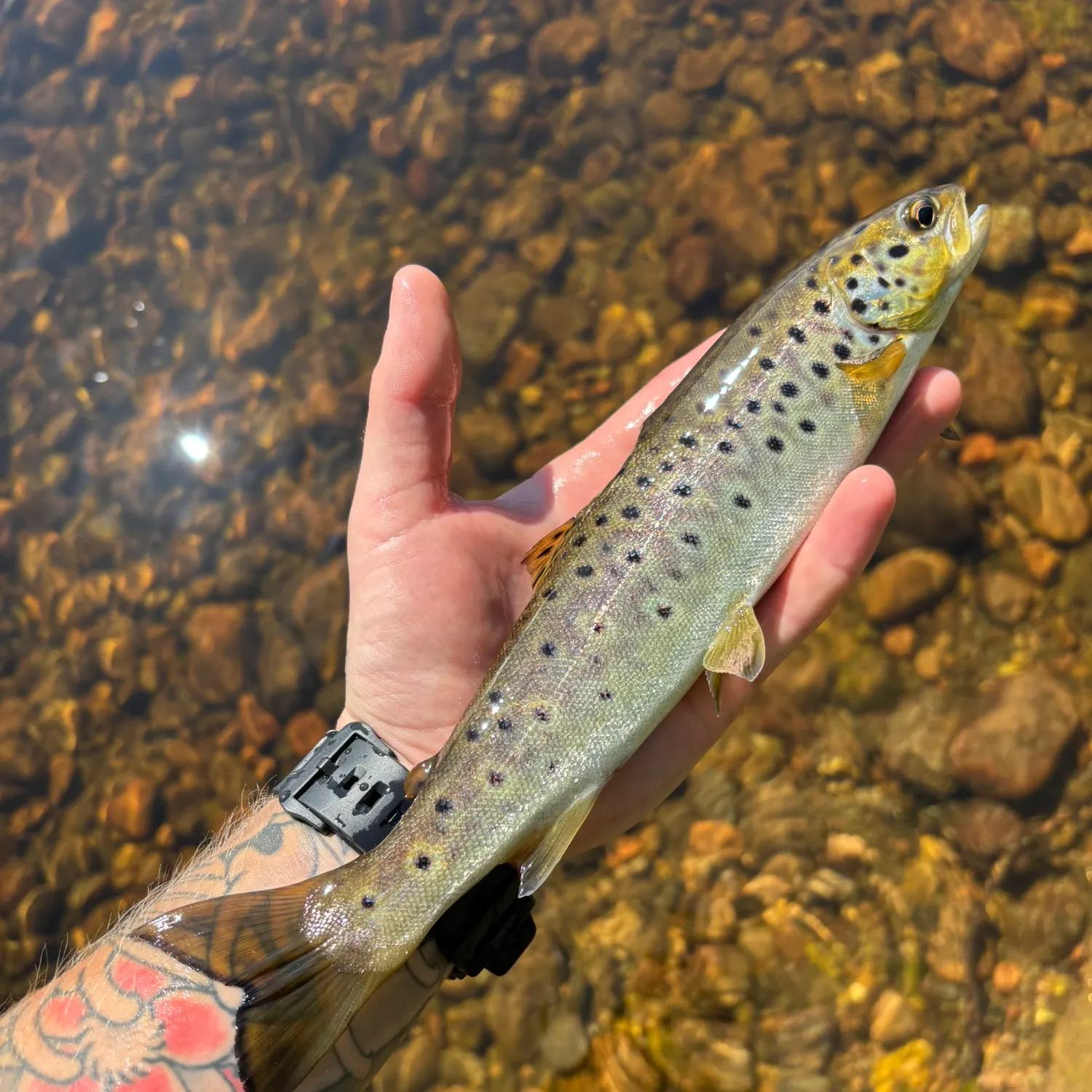 recently logged catches