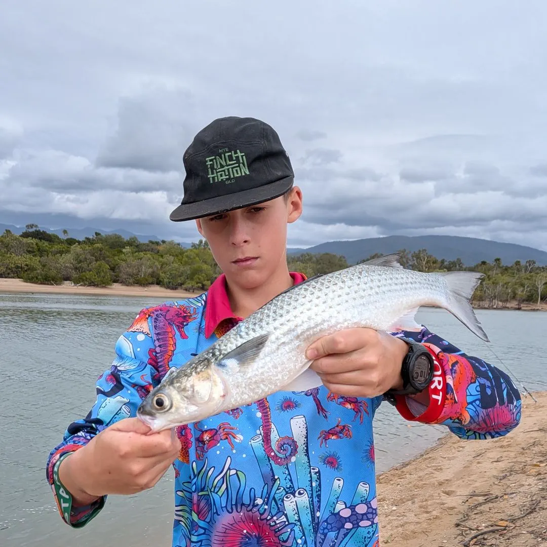 The most recent Striped mullet catches on Fishbrain