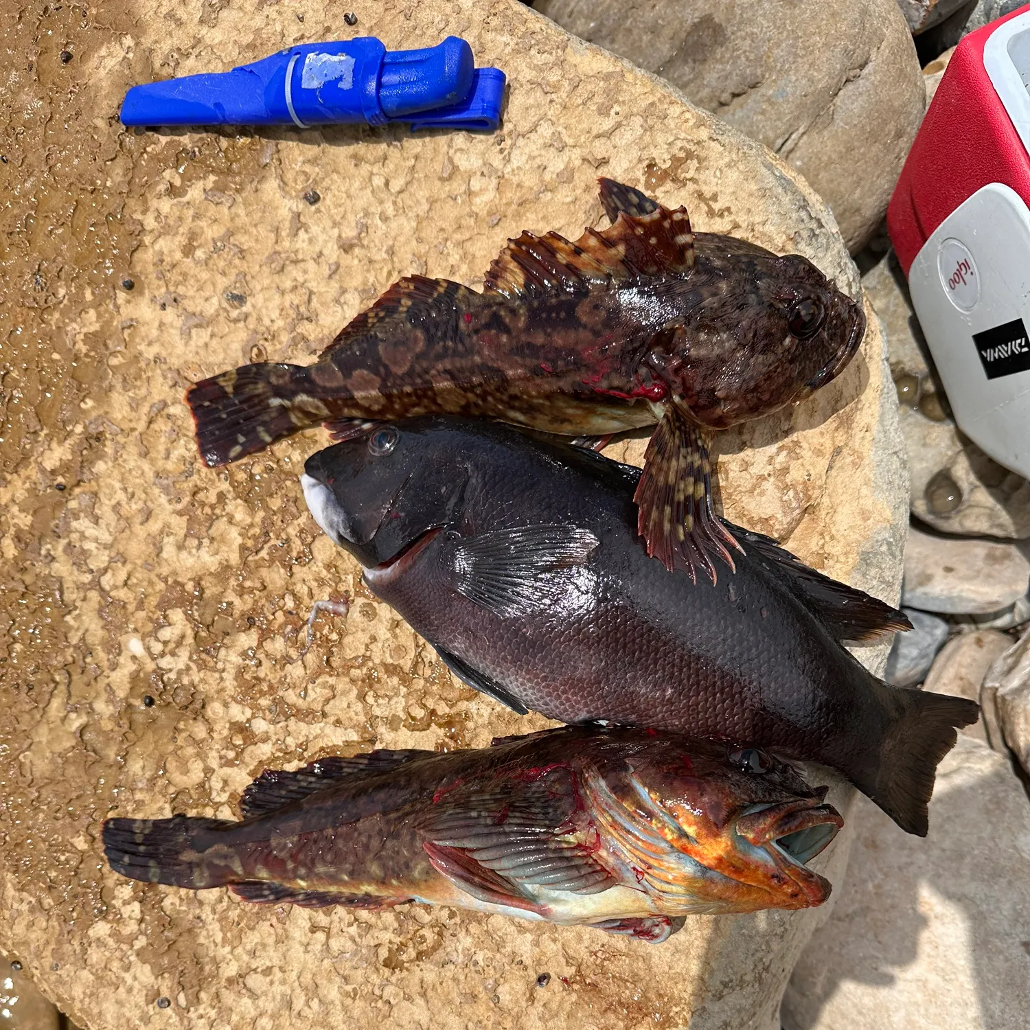 The most recent California sheephead catches on Fishbrain