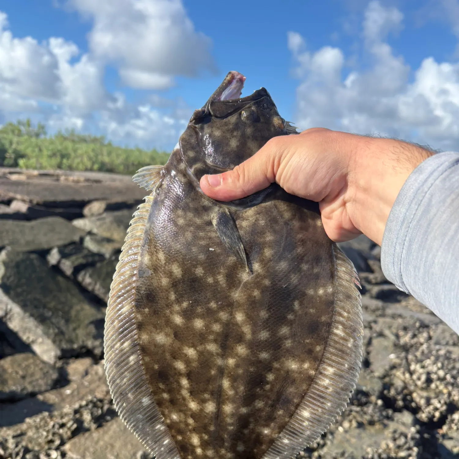 Summer flounder caught on Fishbrain