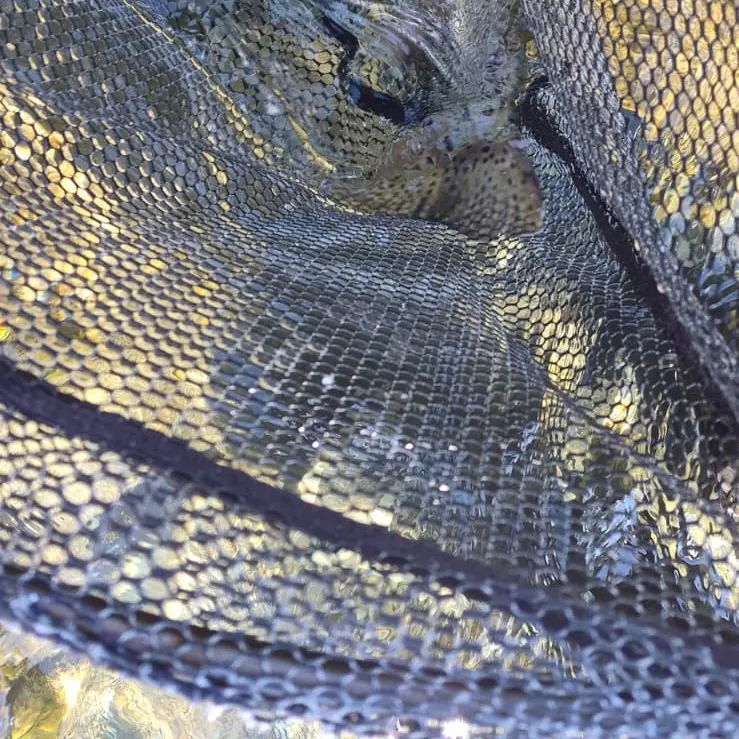 Rainbow trout caught on Fishbrain