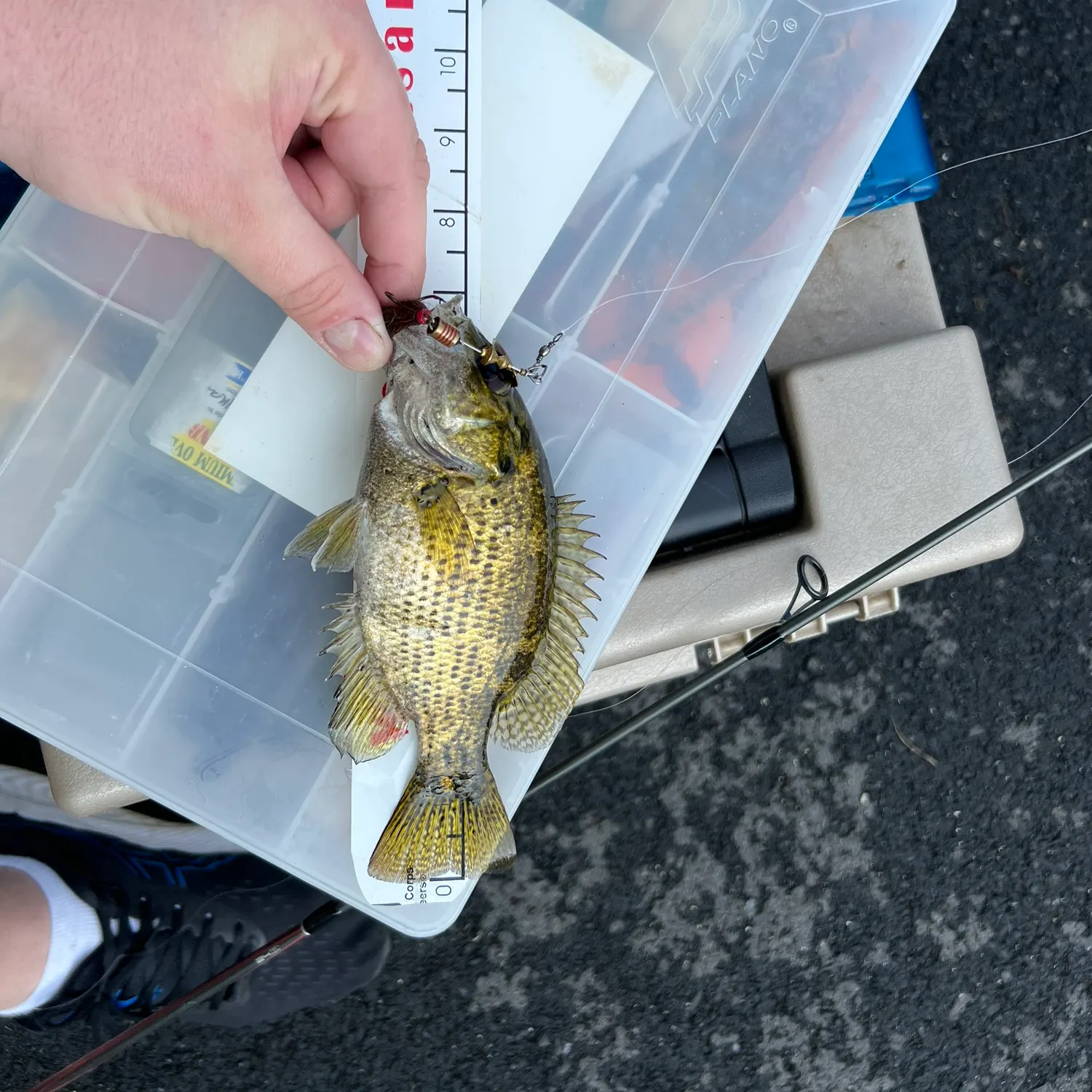 catch