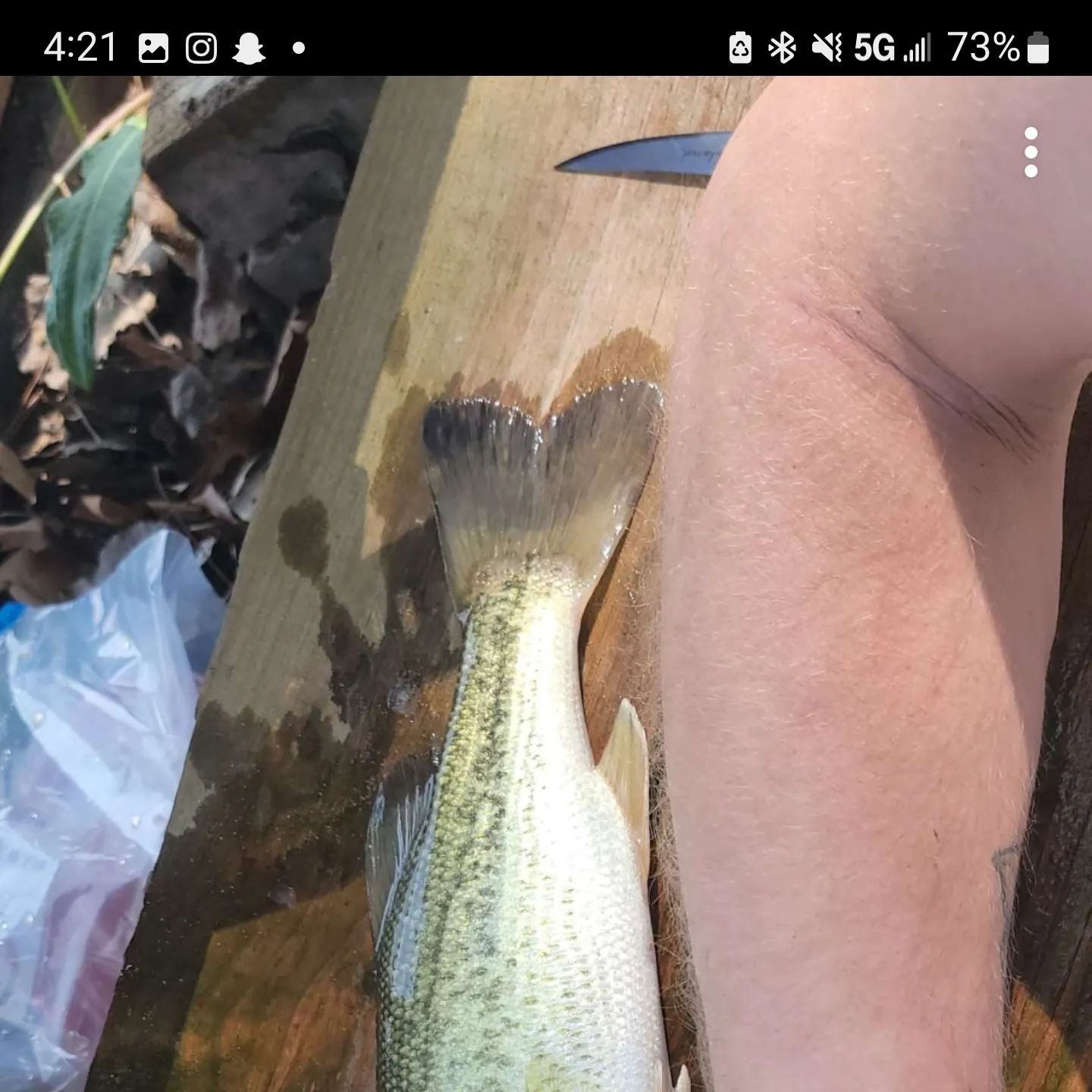 recently logged catches