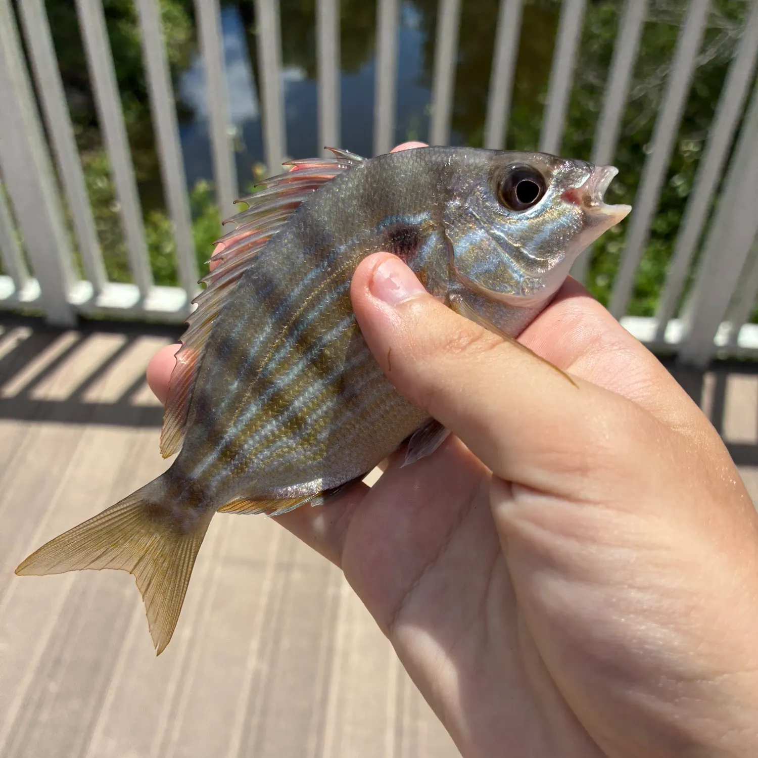 Pinfish caught on Fishbrain