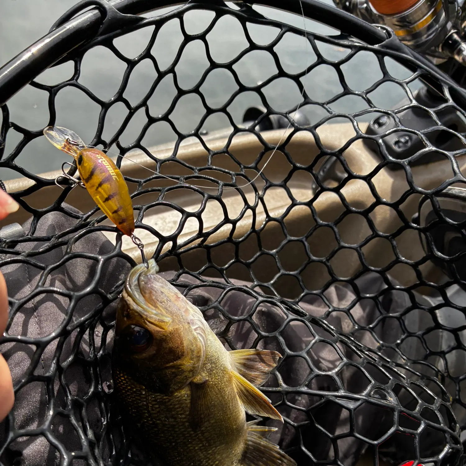 Australian bass caught on Fishbrain
