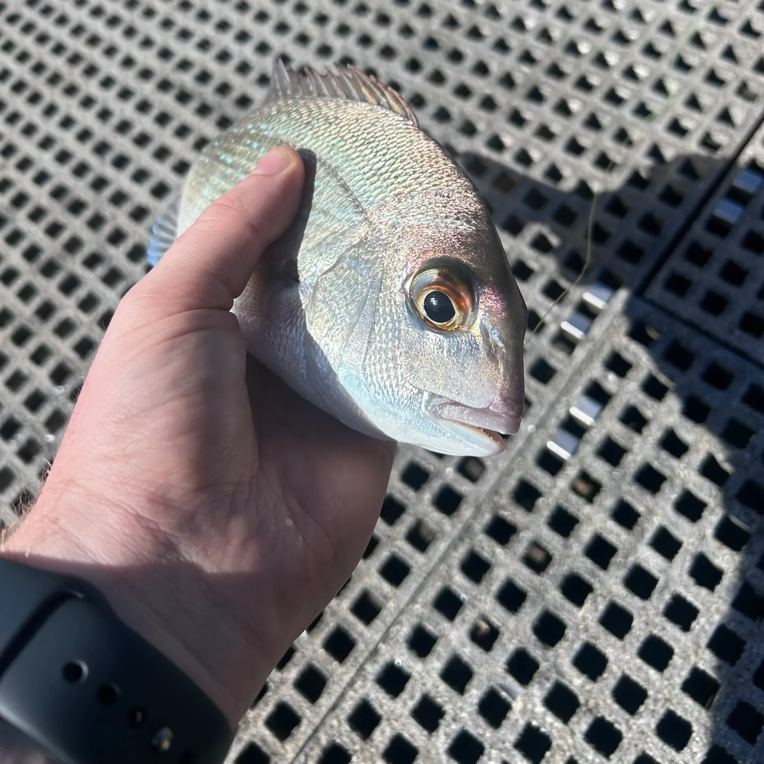 The most recent Blue-throated wrasse catches on Fishbrain