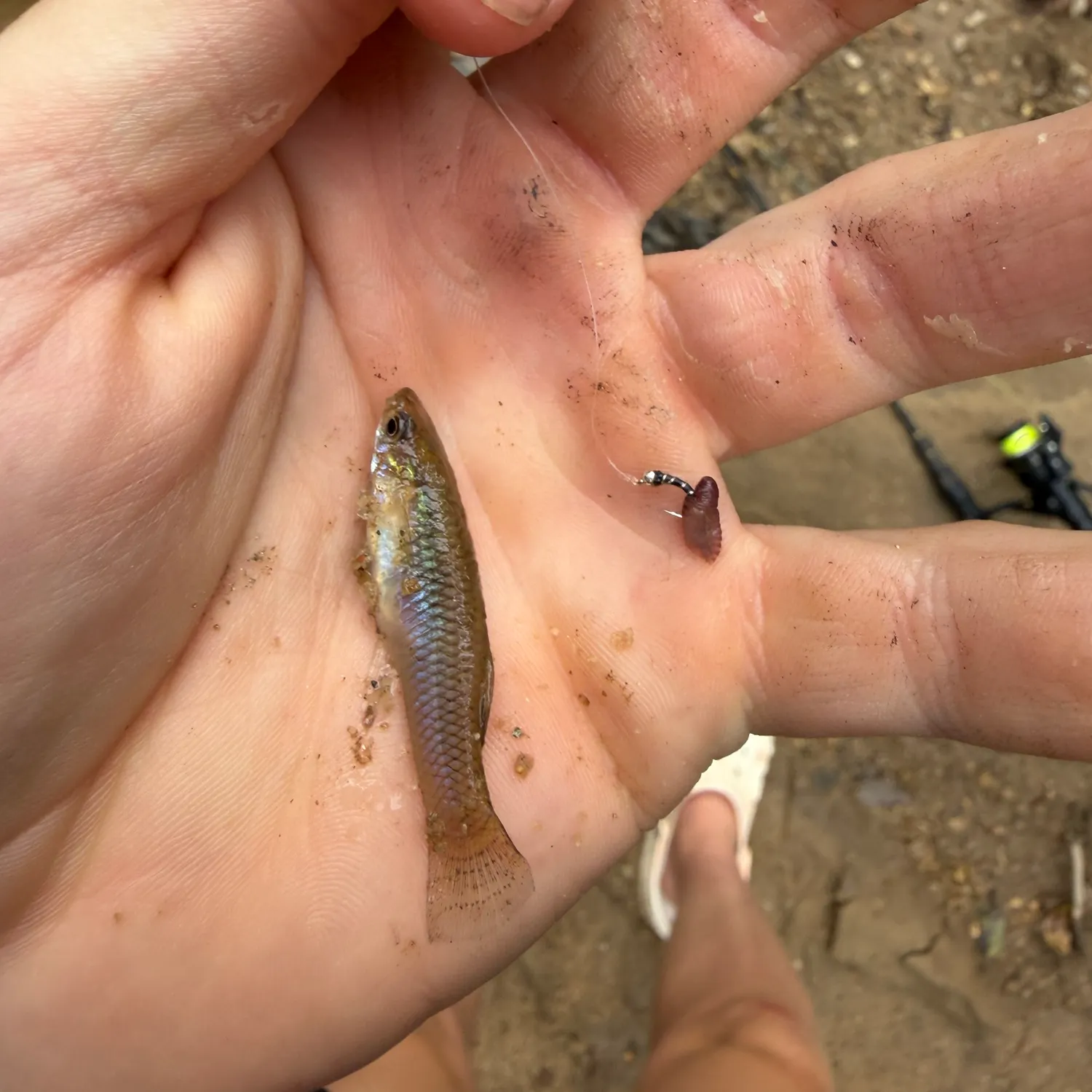 Eastern mosquitofish caught on Fishbrain