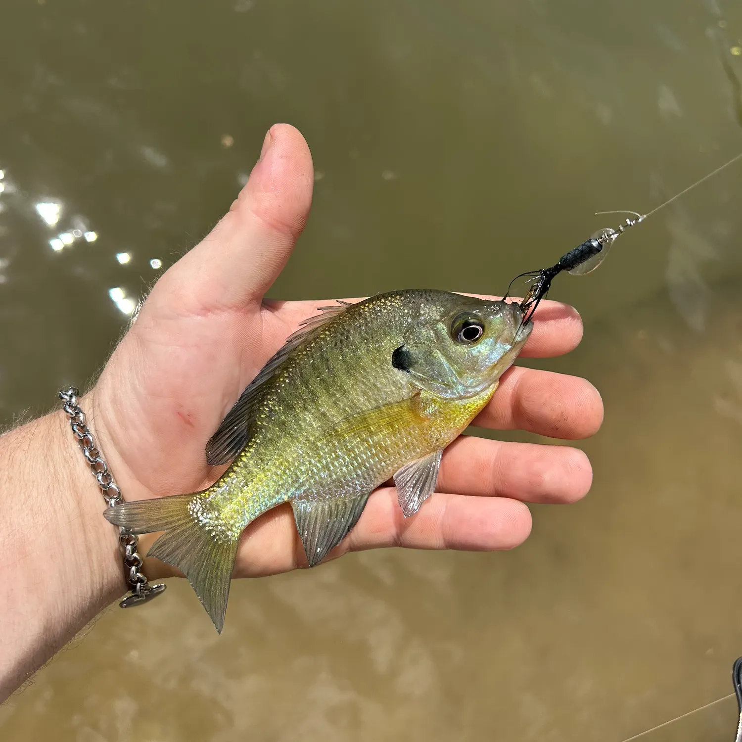The most recent Bluegill catches on Fishbrain