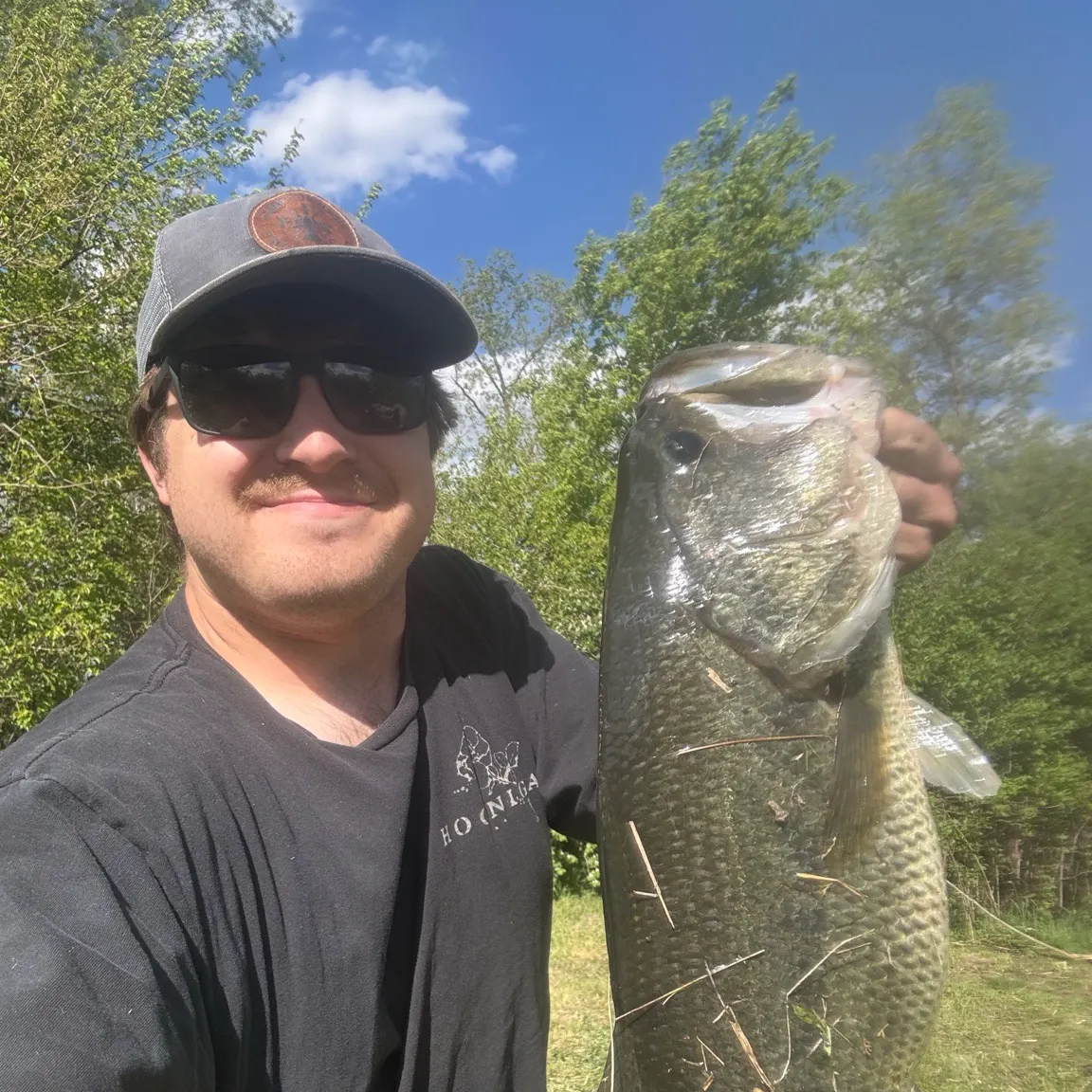 Largemouth bass caught on Fishbrain