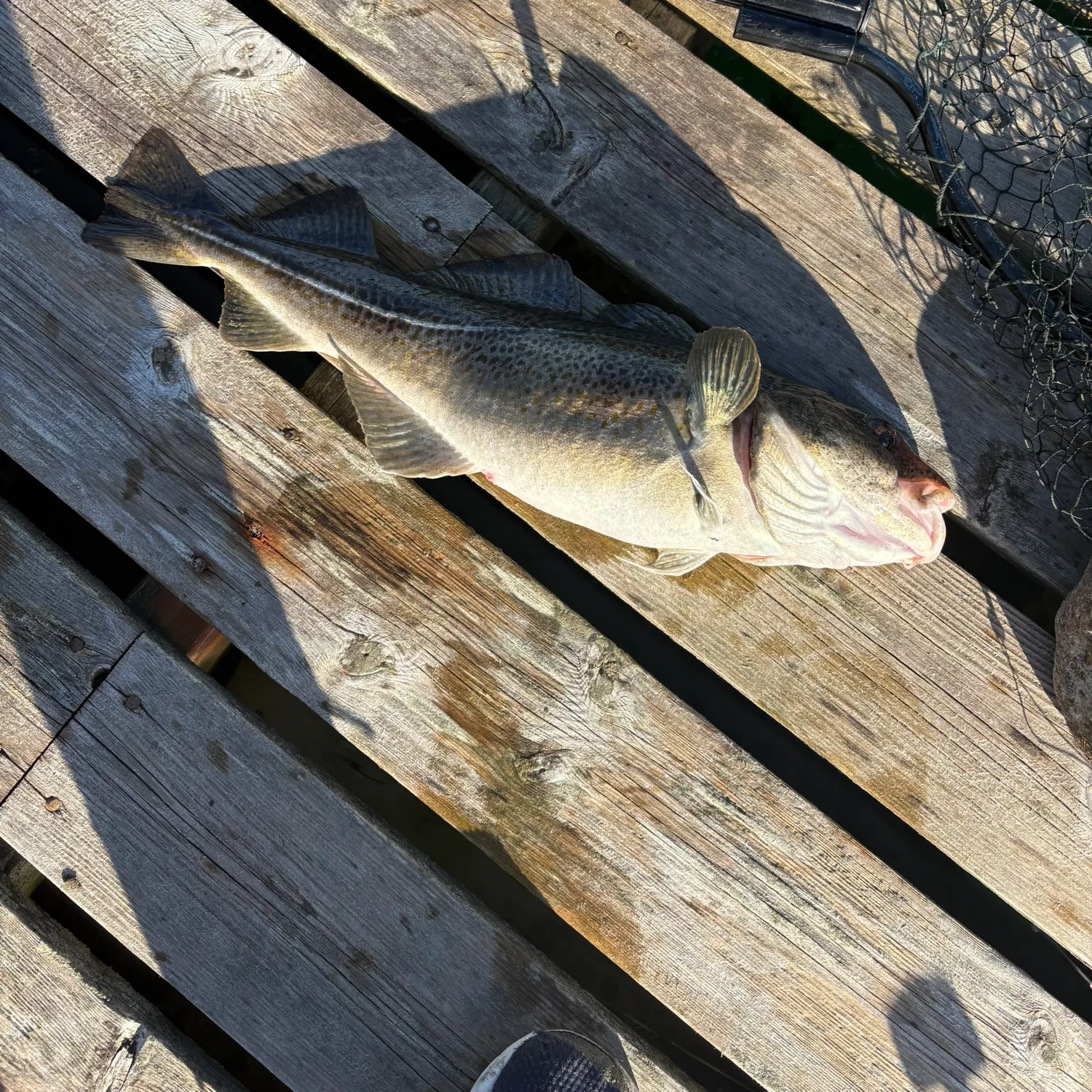 The most recent Atlantic cod catches on Fishbrain