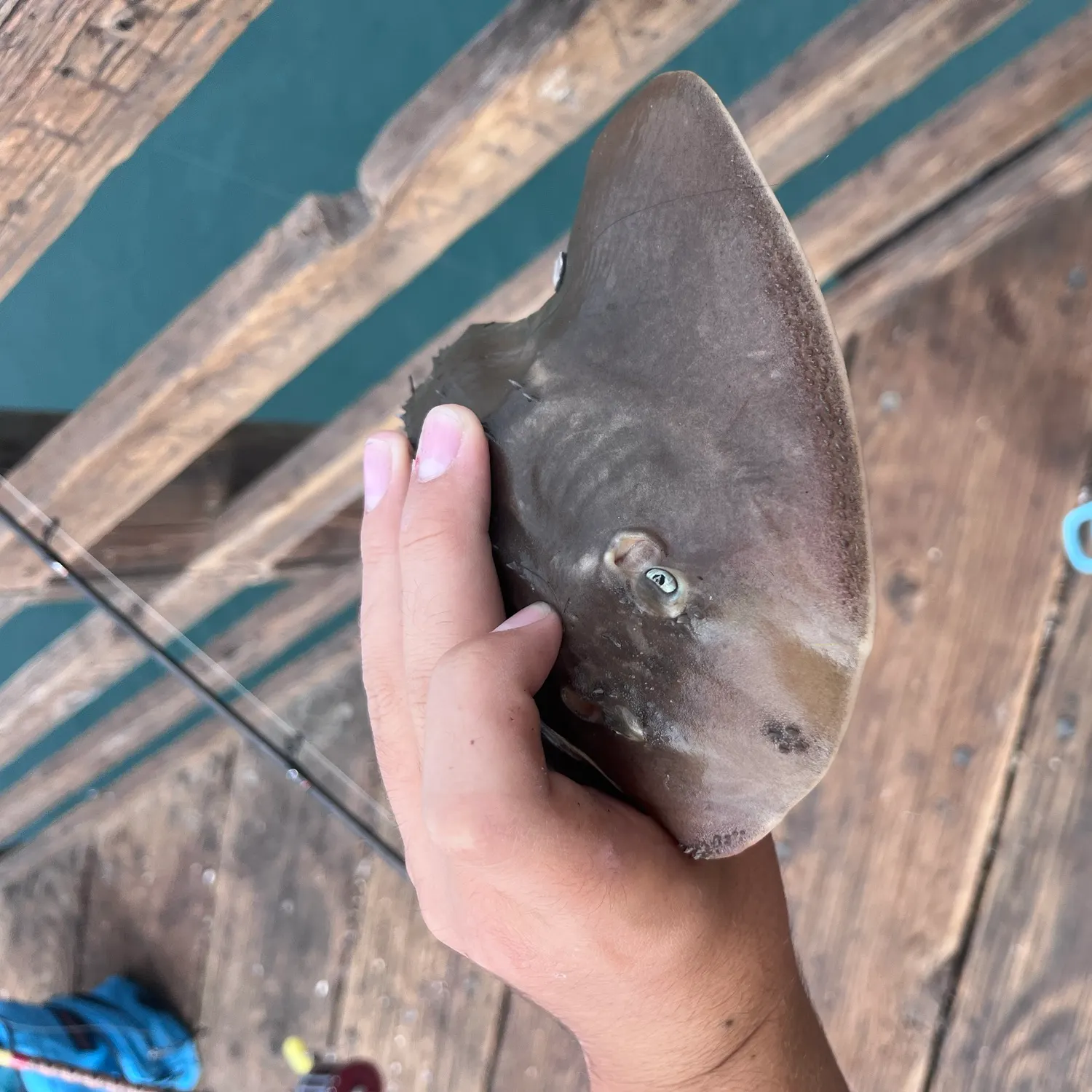 The most recent Thornback guitarfish catches on Fishbrain