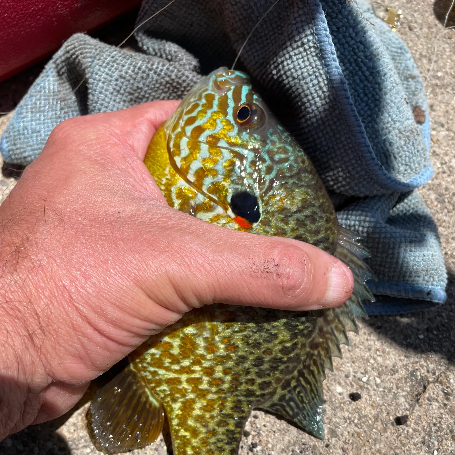 catch