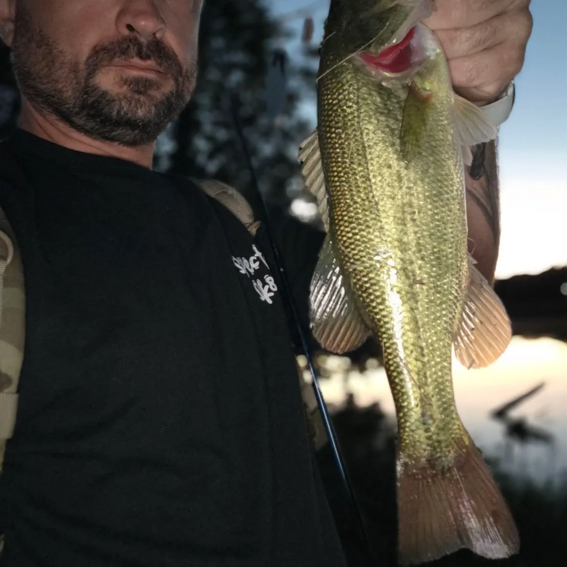 Largemouth bass caught on Fishbrain