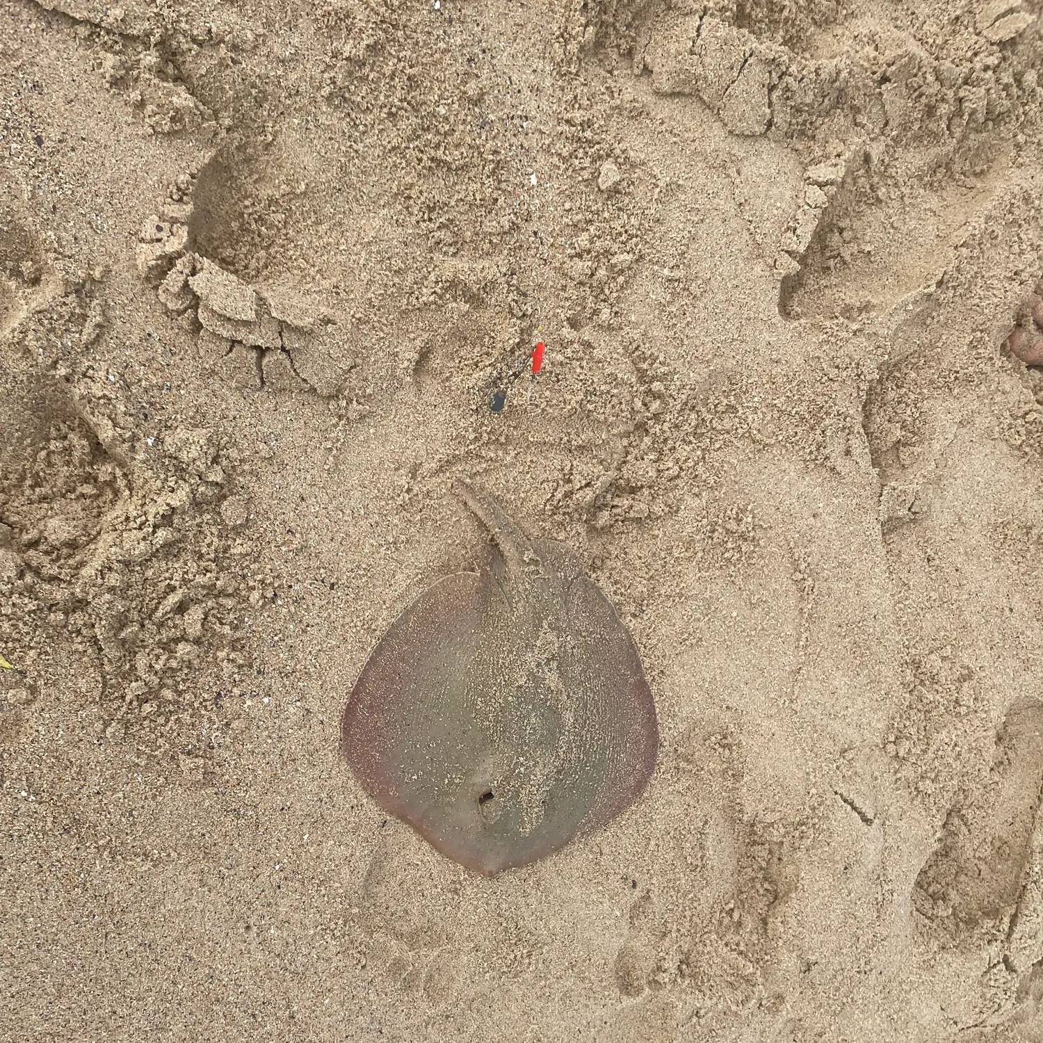 The most recent Common stingaree catches on Fishbrain