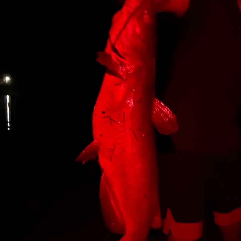 Channel catfish caught on Fishbrain