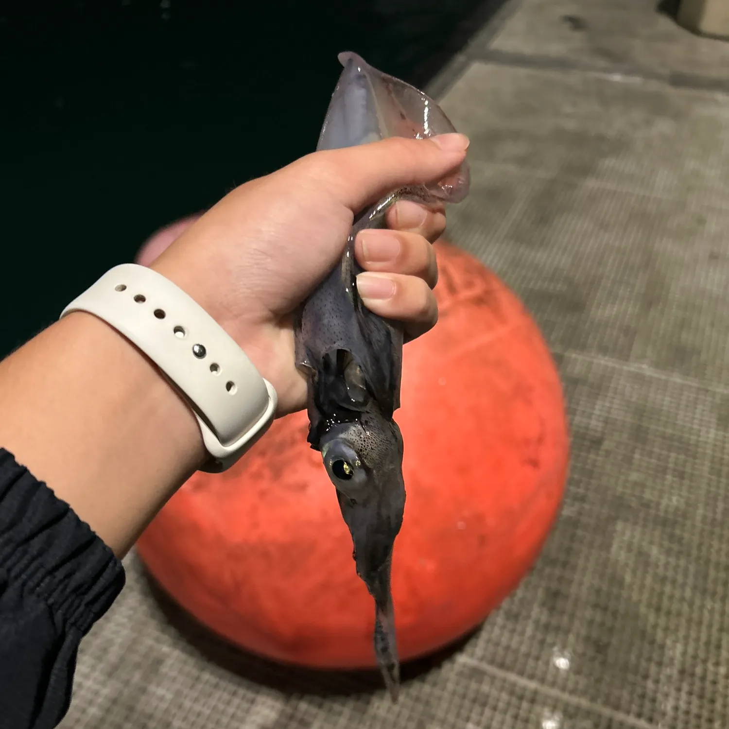 The most recent Market squid catches on Fishbrain