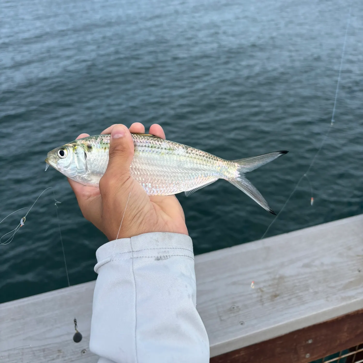 The most recent Atlantic thread herring catches on Fishbrain