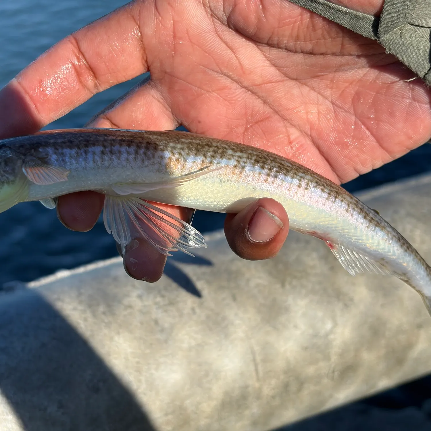 Inshore lizardfish caught on Fishbrain