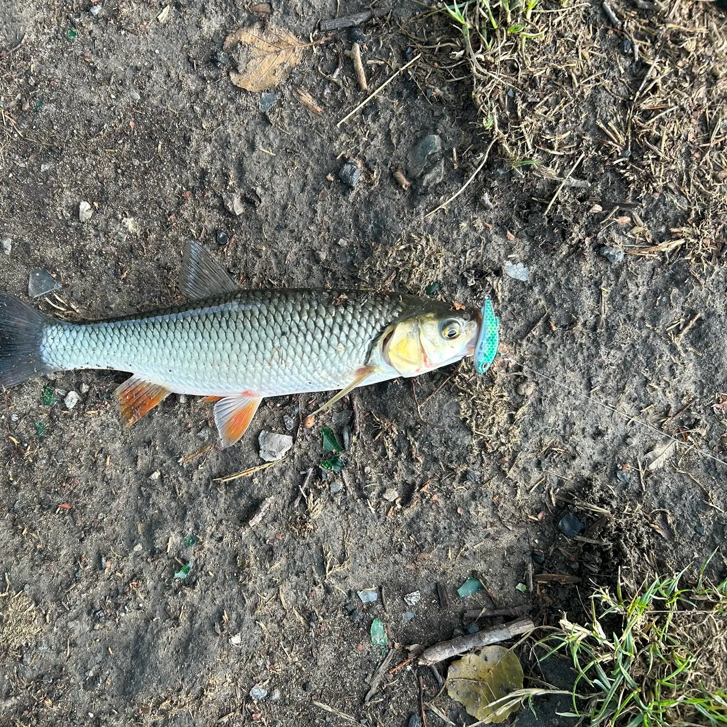 European chub caught on Fishbrain