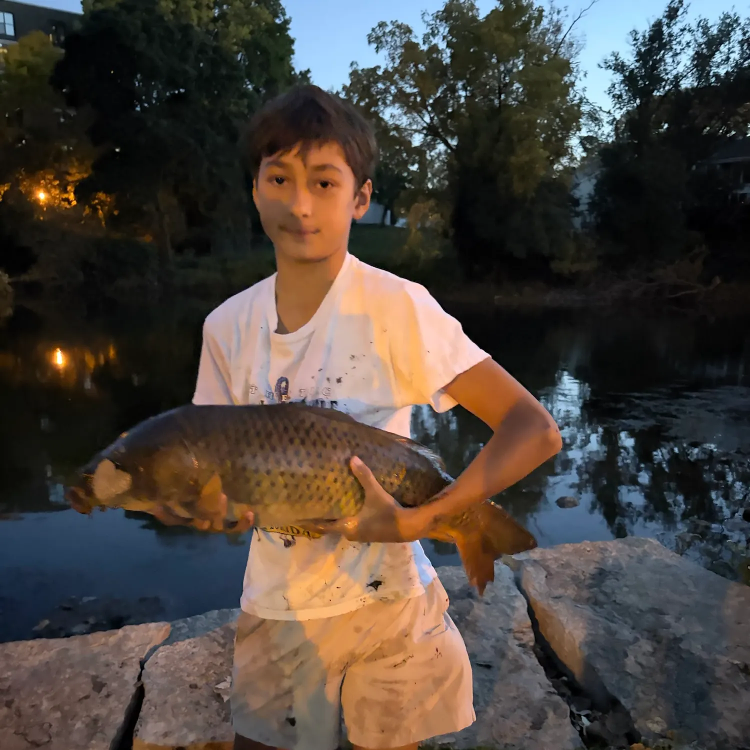 Common carp caught on Fishbrain