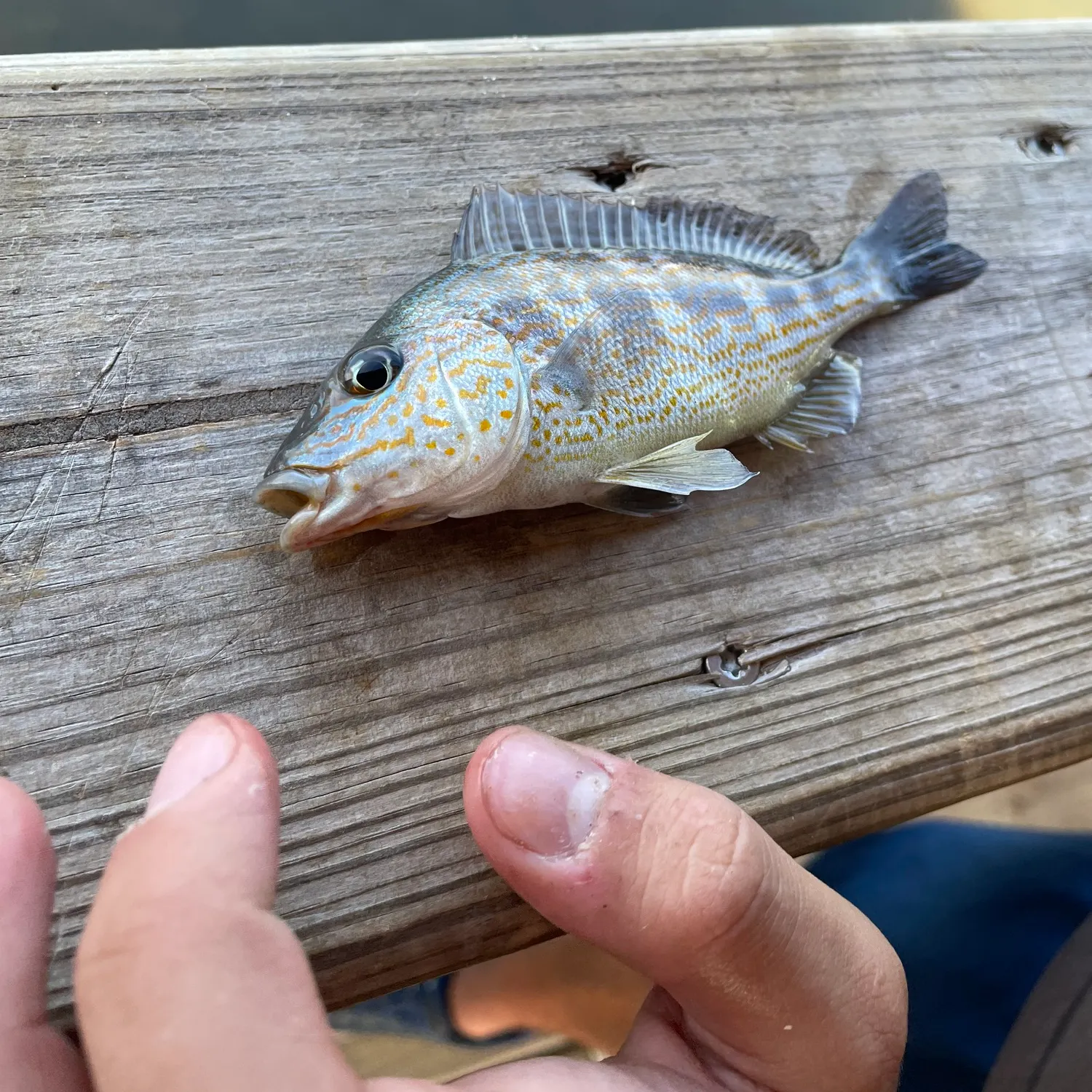 Pigfish caught on Fishbrain