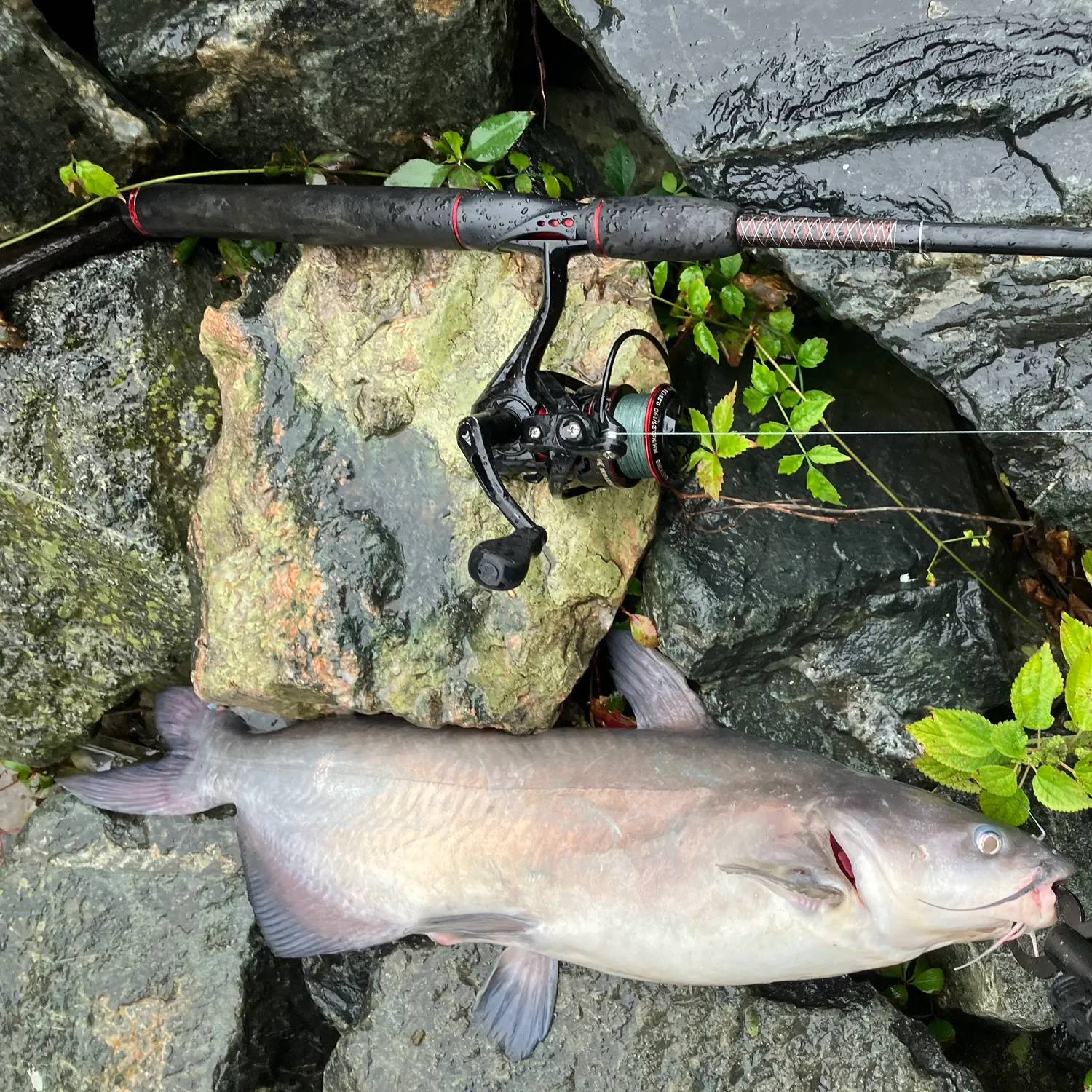 Blue catfish caught on Fishbrain