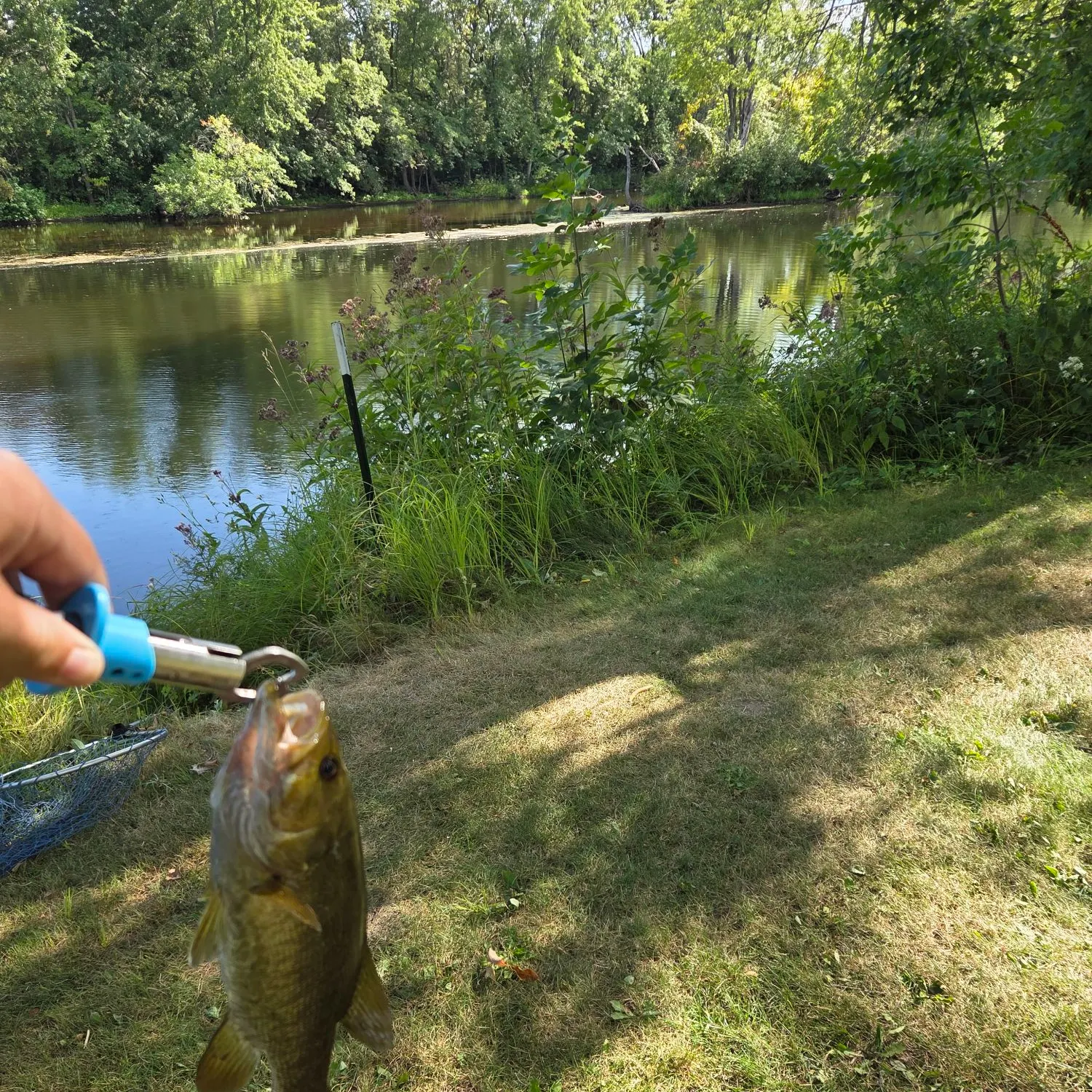 Smallmouth bass caught on Fishbrain