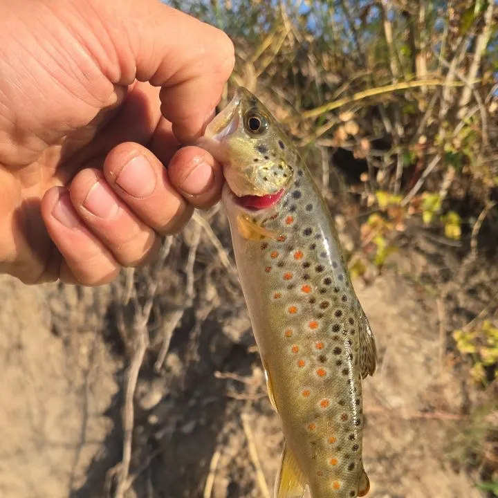 Brown trout caught on Fishbrain