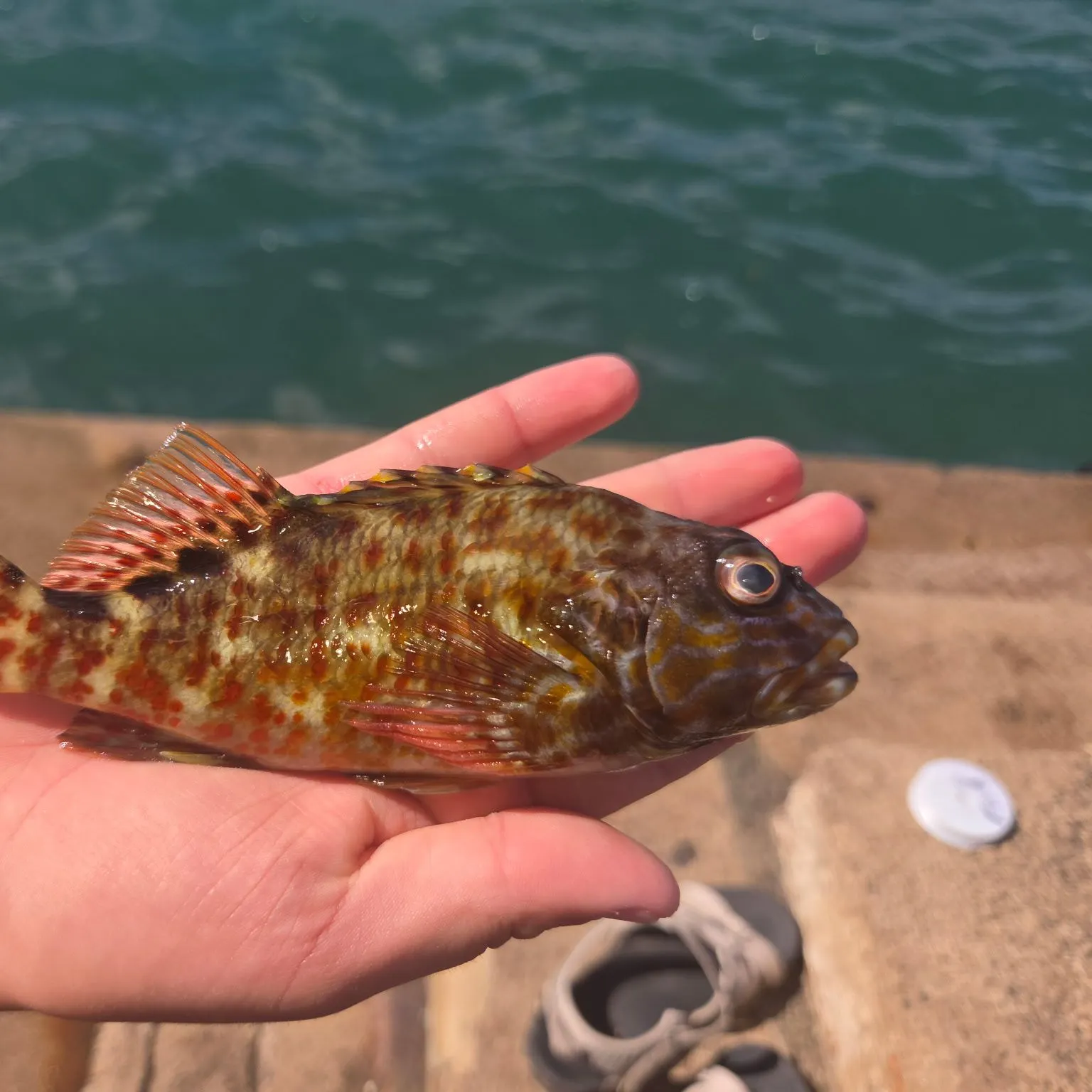 The most recent Stocky hawkfish catches on Fishbrain