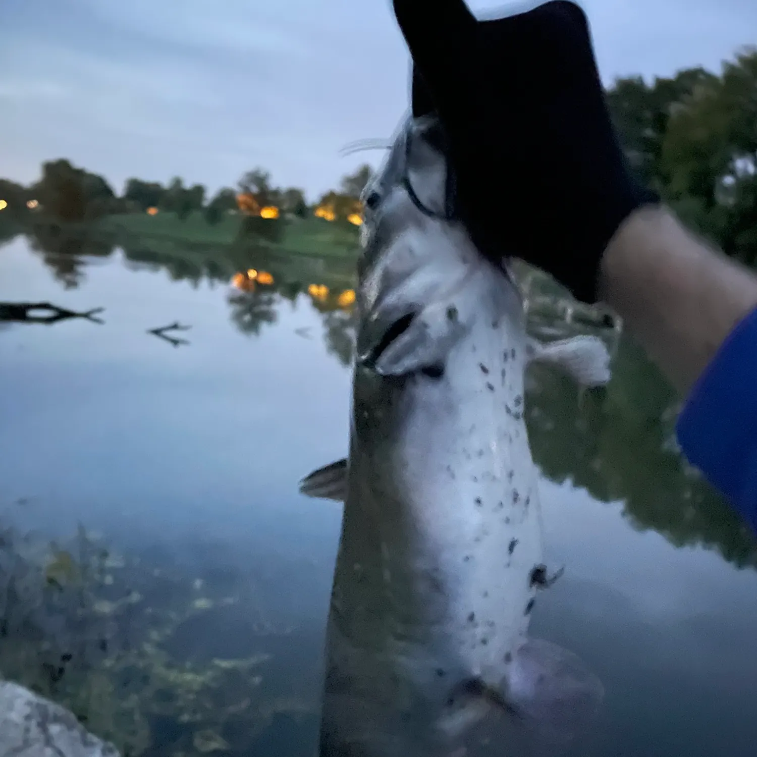 Channel catfish caught on Fishbrain