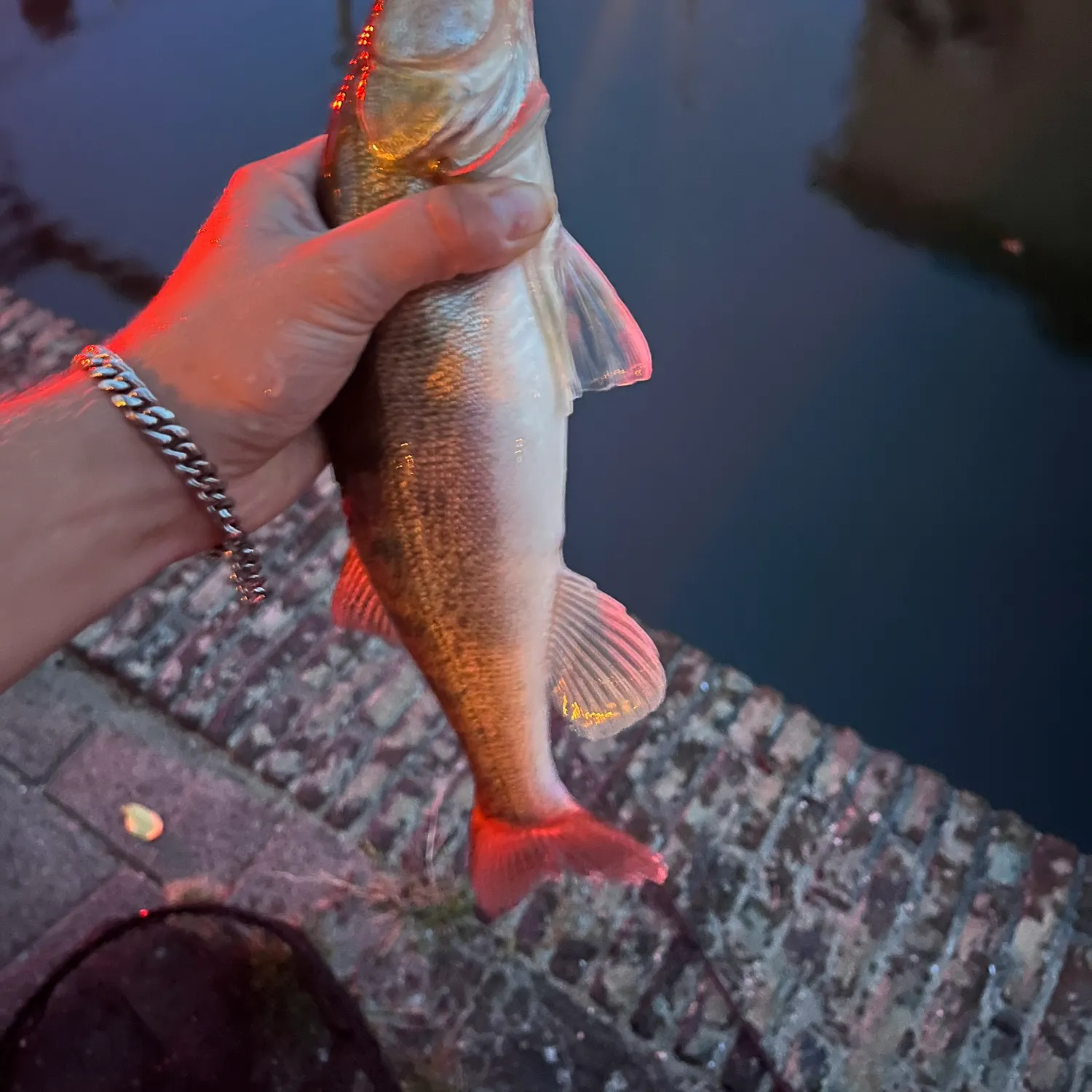 Zander caught on Fishbrain