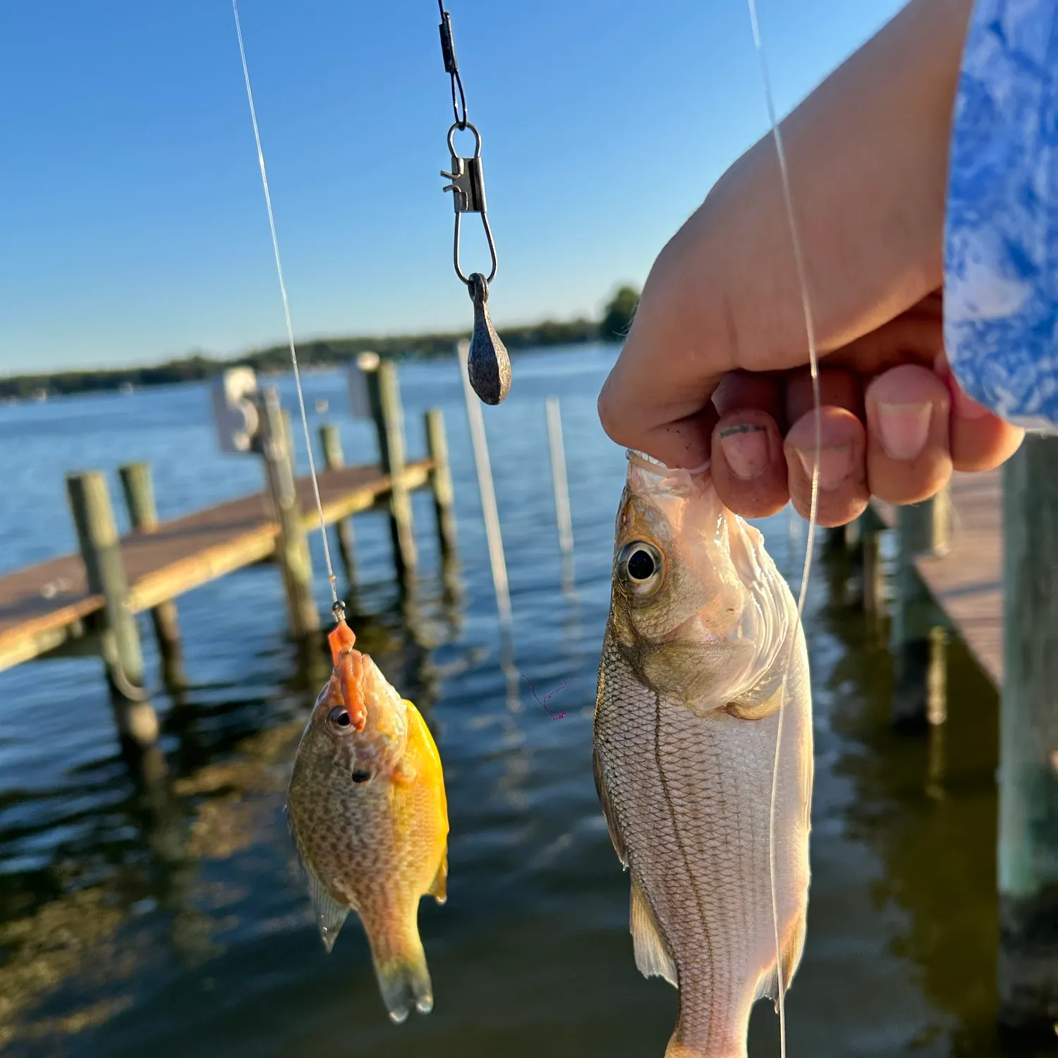 White perch caught on Fishbrain