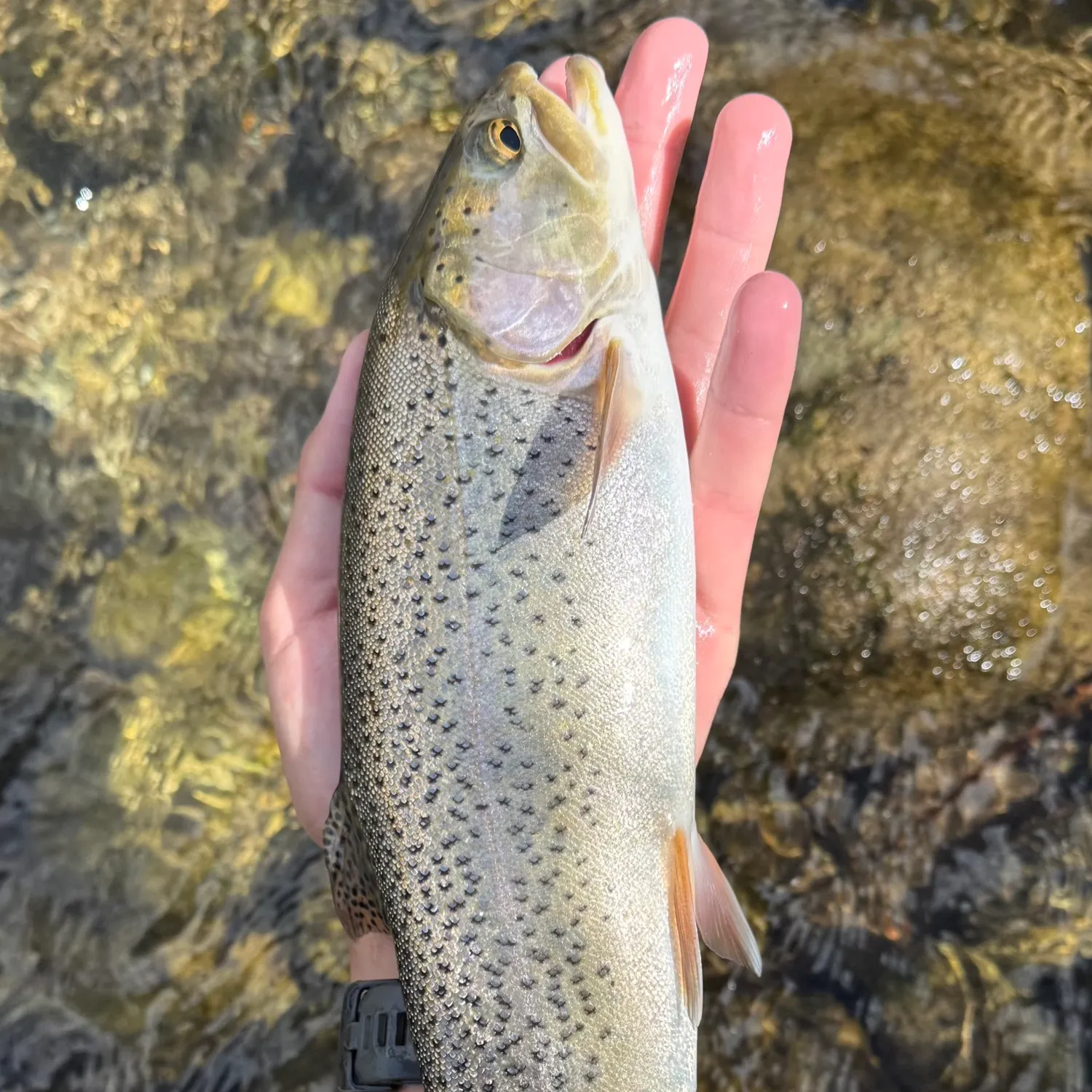 Cutbow caught on Fishbrain
