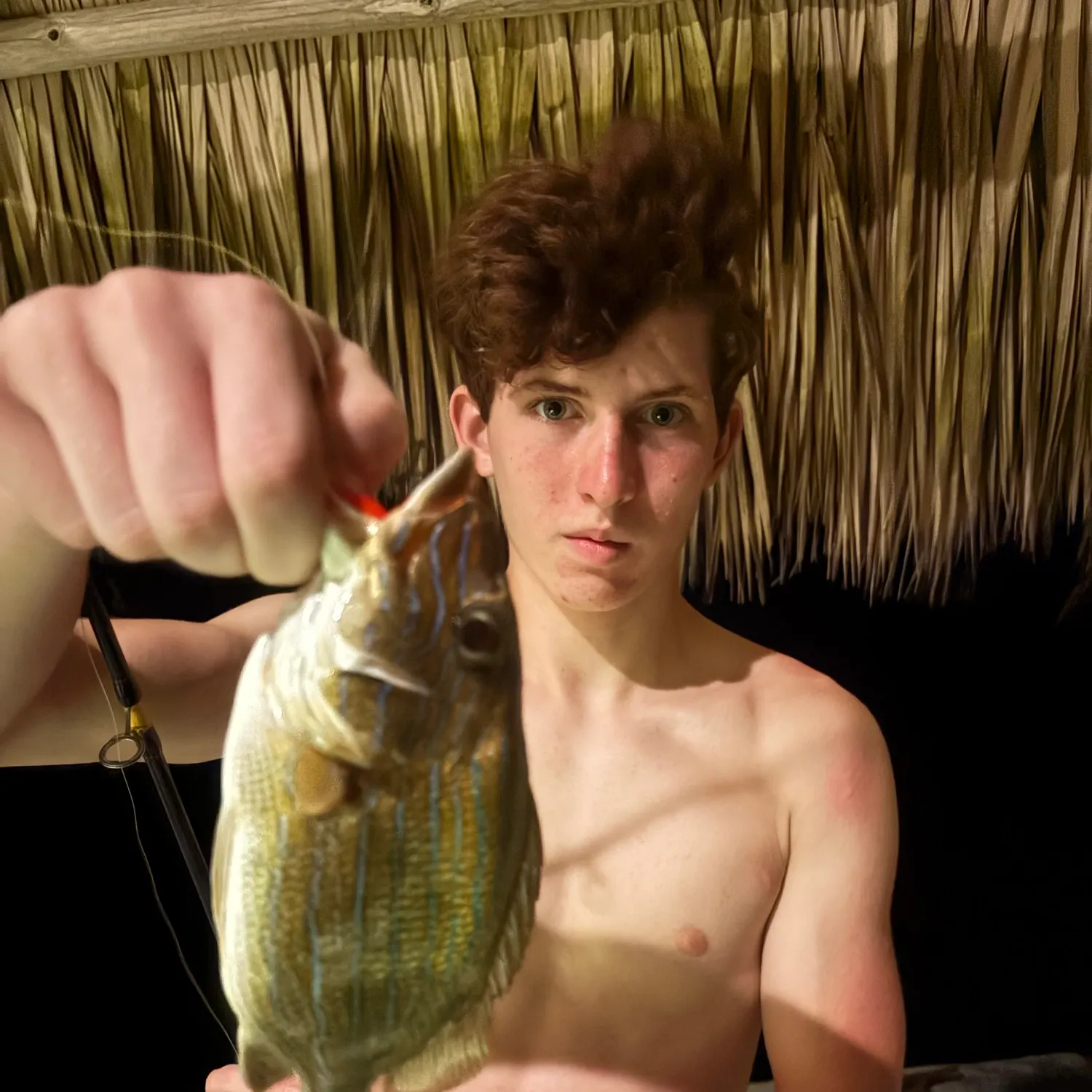 Bluestriped grunt caught on Fishbrain
