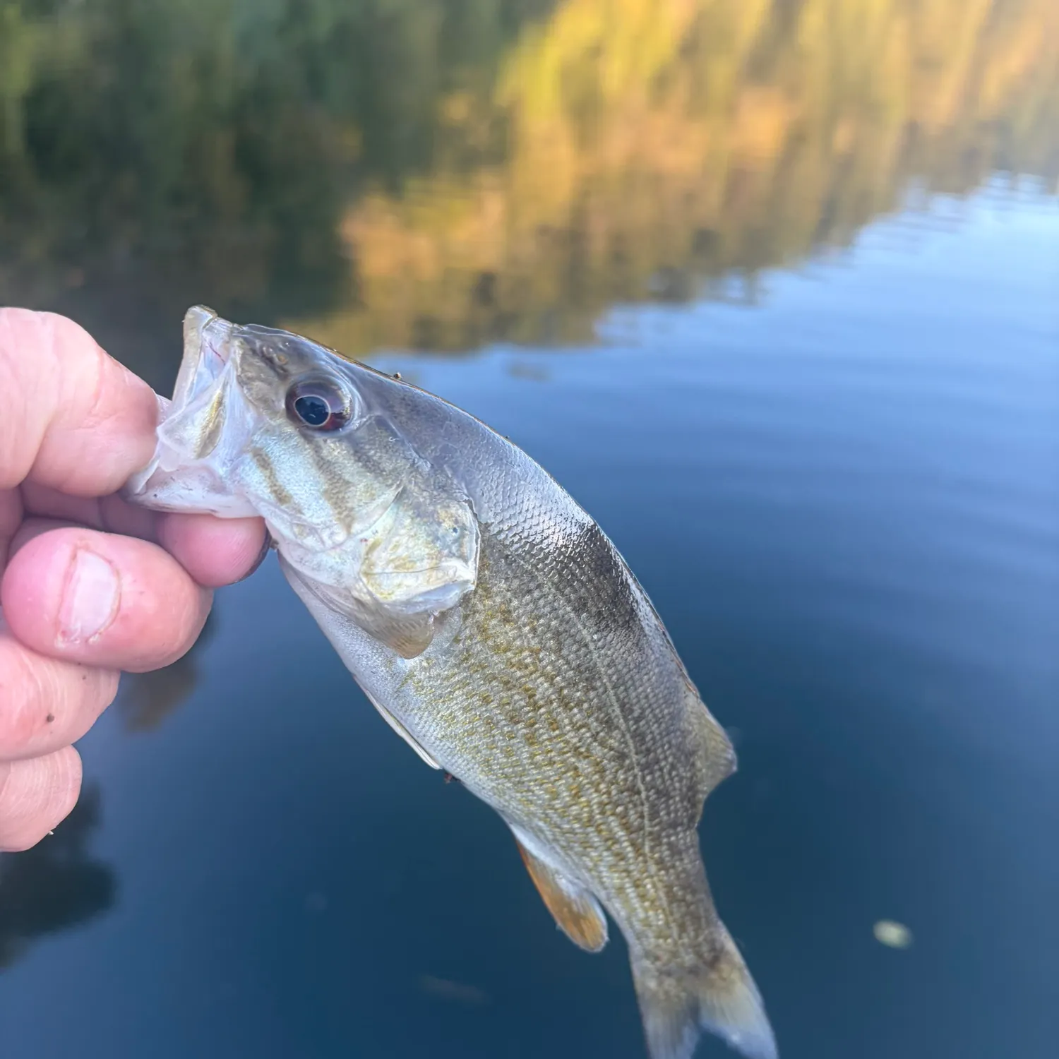 Smallmouth bass caught on Fishbrain