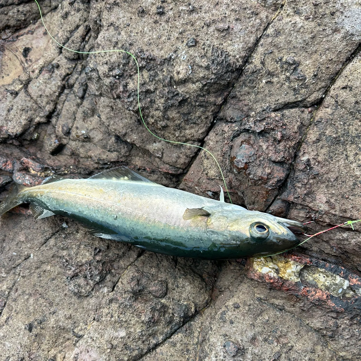 Atlantic pollock caught on Fishbrain